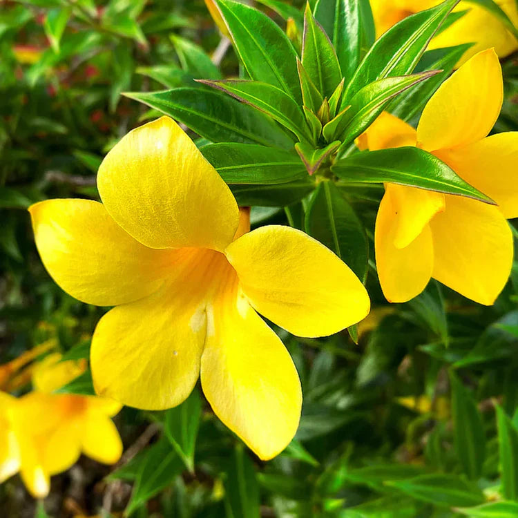 Yellow Flowers