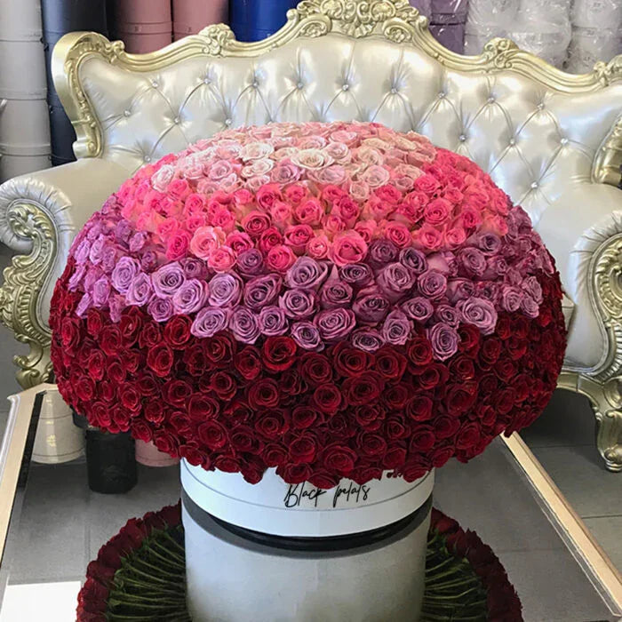Grandiose 500 Ombre