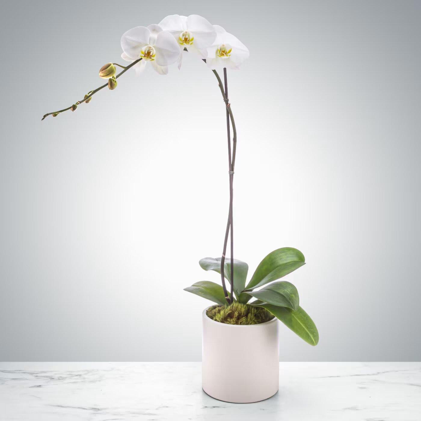 Single Stem Orchid by Elite Flowers