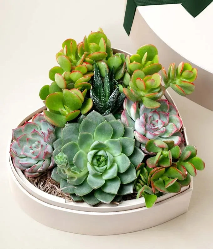 Lula’s Garden