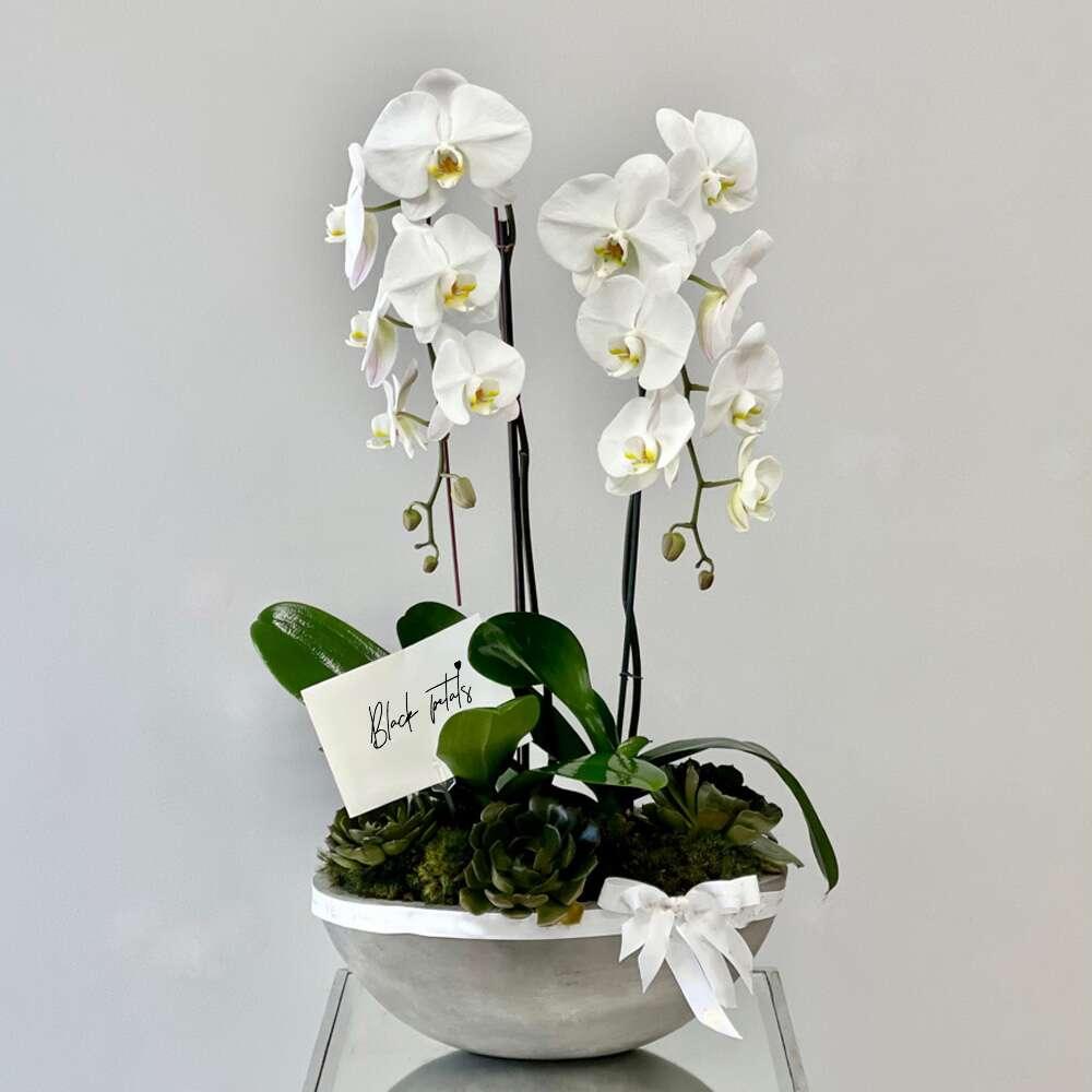 BP White Phalaenopsis Orchids