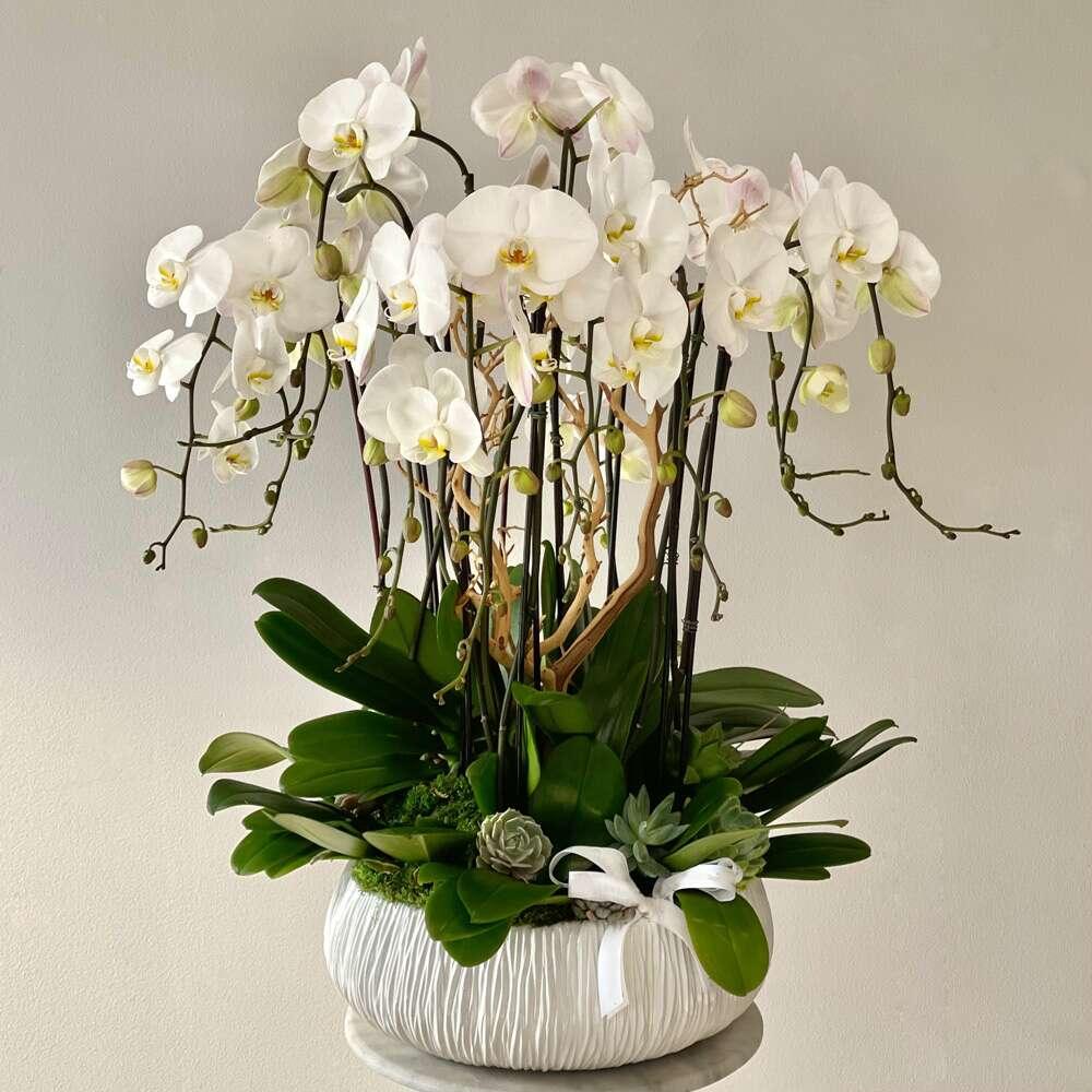 Dash of 12 Stems of Orchid Heaven