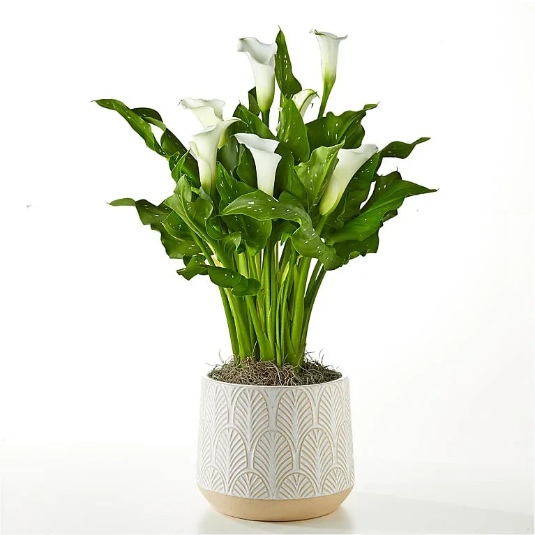 Classic White Calla Lily