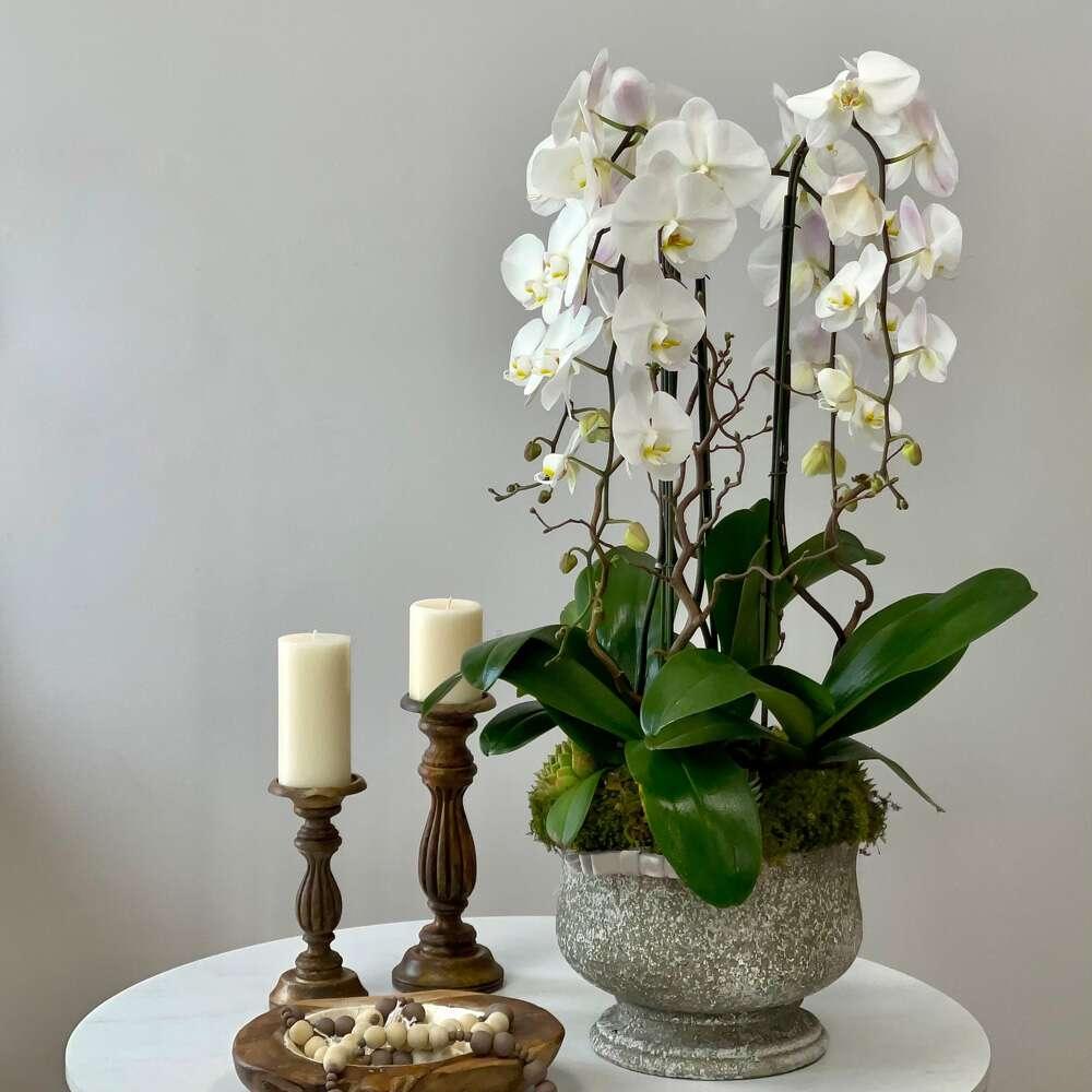 Satin Orchid Love