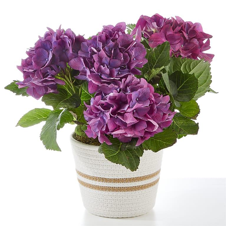 Pretty Purple Hydrangea