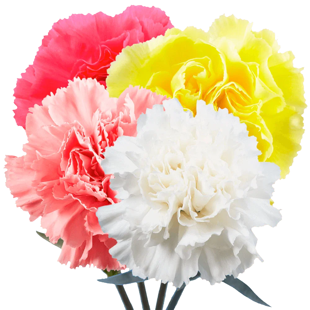 Choose Quantity and Color of Carnations
