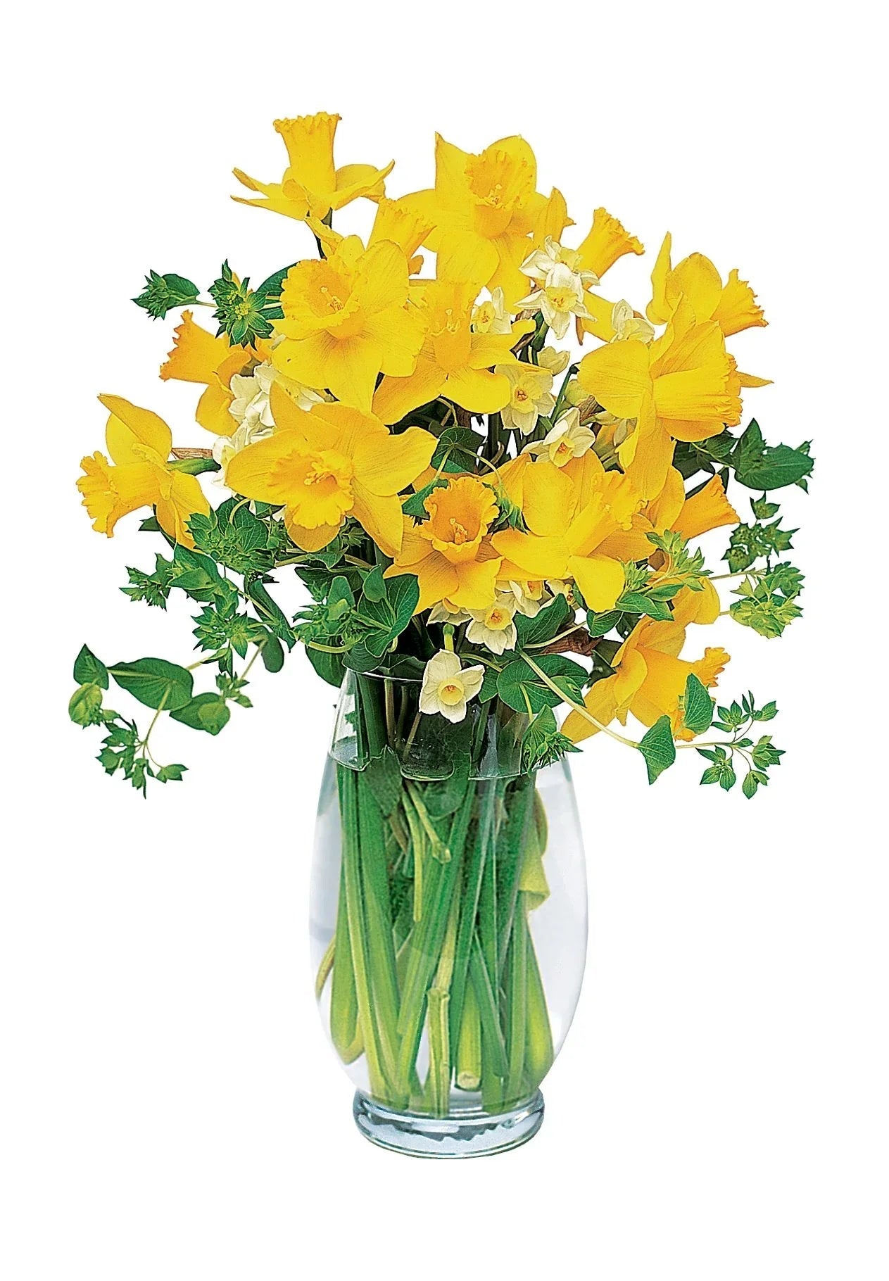 Charming Daffodils