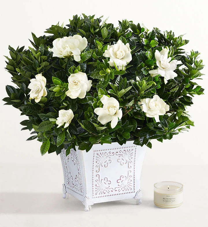 Gardenias