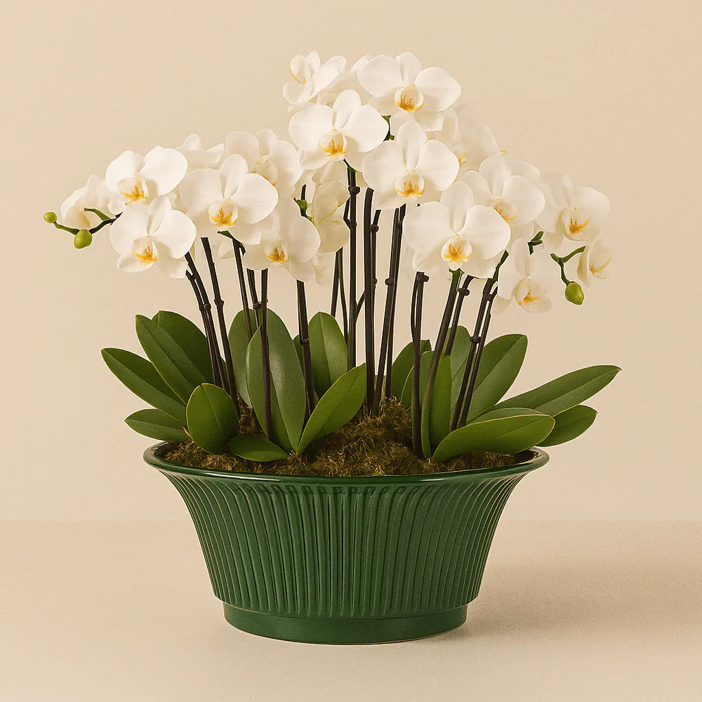 Luxury Flowers (Orchids)
