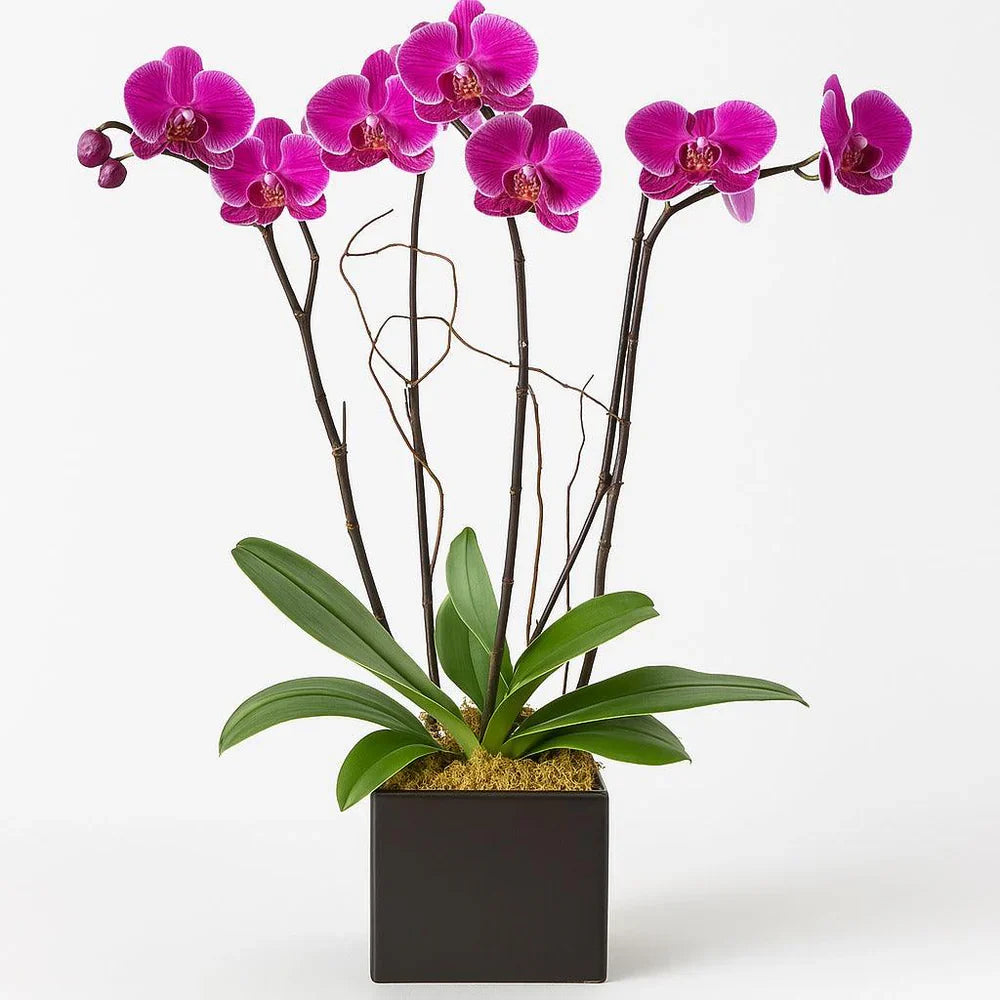 Plants