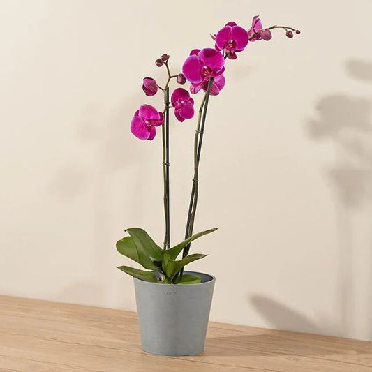 Orchid Harvest by Hand