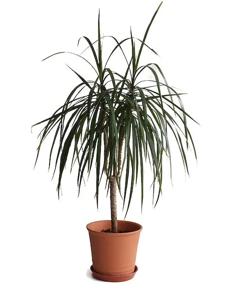 Dracaena “Marginata” Dragon Tree