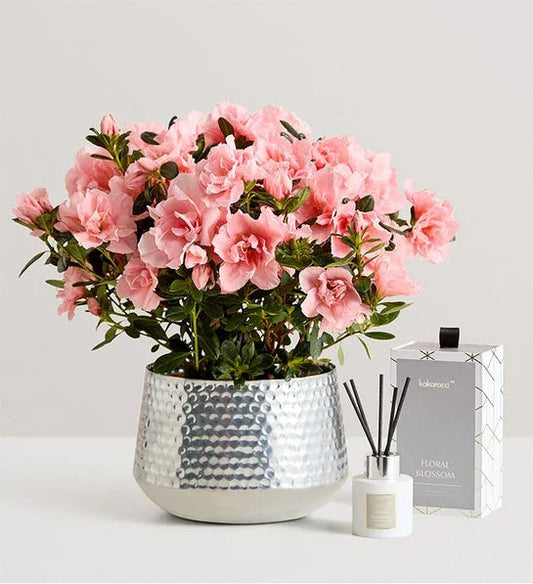 Exclusive Pretty Pink Azalea