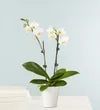 Double White Orchid Plant
