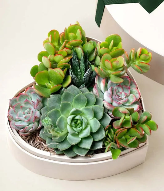 Lula’s Garden