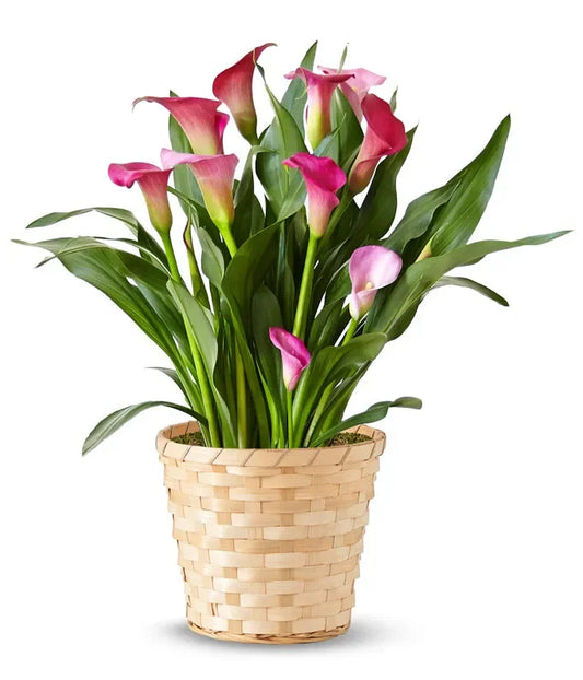 Perfectly Purple Calla Lily Plant
