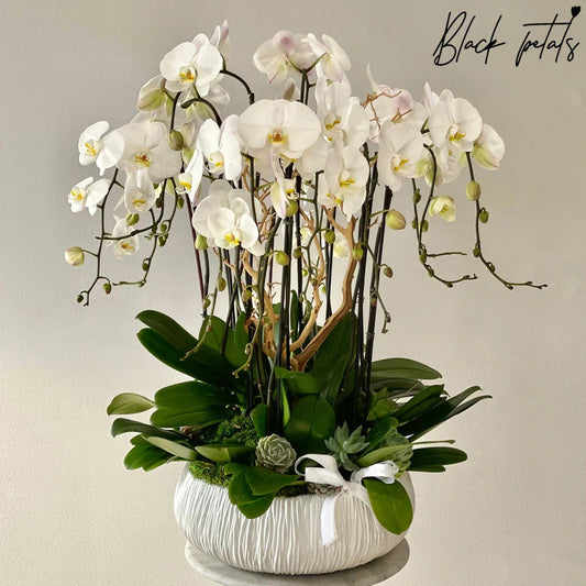 Dash Of 12 Stems Of Orchid Heaven