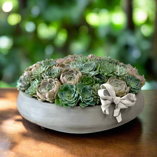BP Succulents