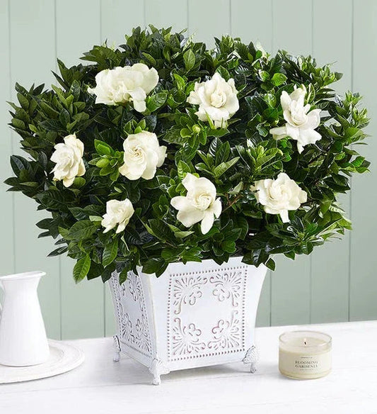 Exclusive Grand Gardenia