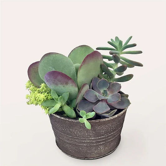 Lush Succulent Garden