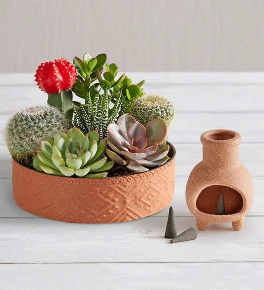 Cactus Dish Garden - Unique Father's Day Gift - NYC