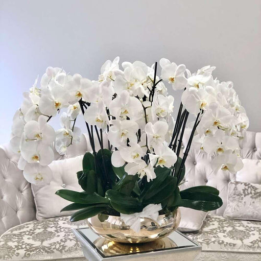 BP Avenue of Orchids