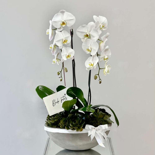 BP White Phalaenopsis Orchids