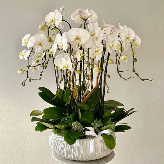 Dash of 12 Stems of Orchid Heaven
