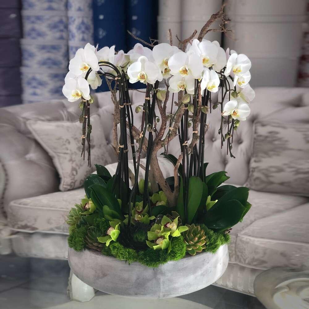 Grand Orchids