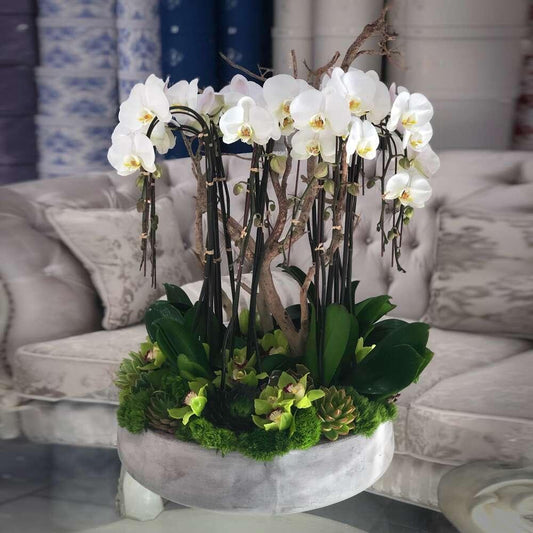 Grand Orchids