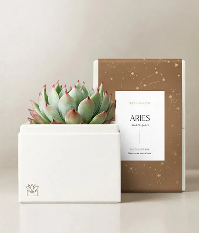 Lula's Garden  Aries Bliss Succulent Garden