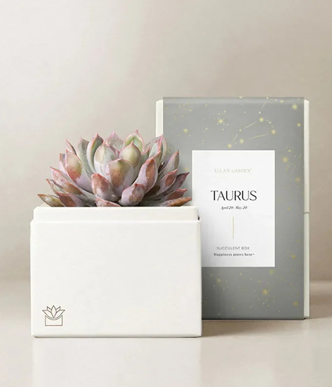 Lula's Garden  Aries Bliss Succulent Garden