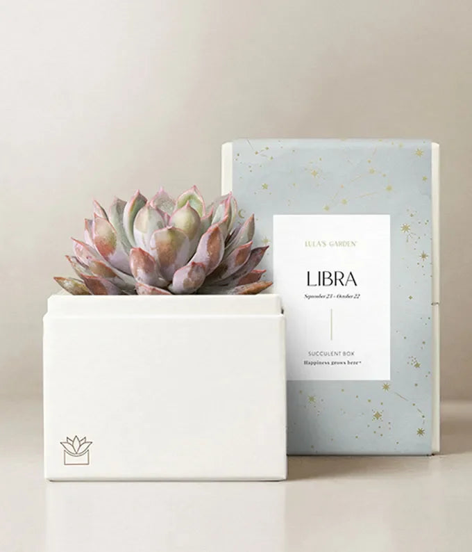 Lula's Garden  Aries Bliss Succulent Garden