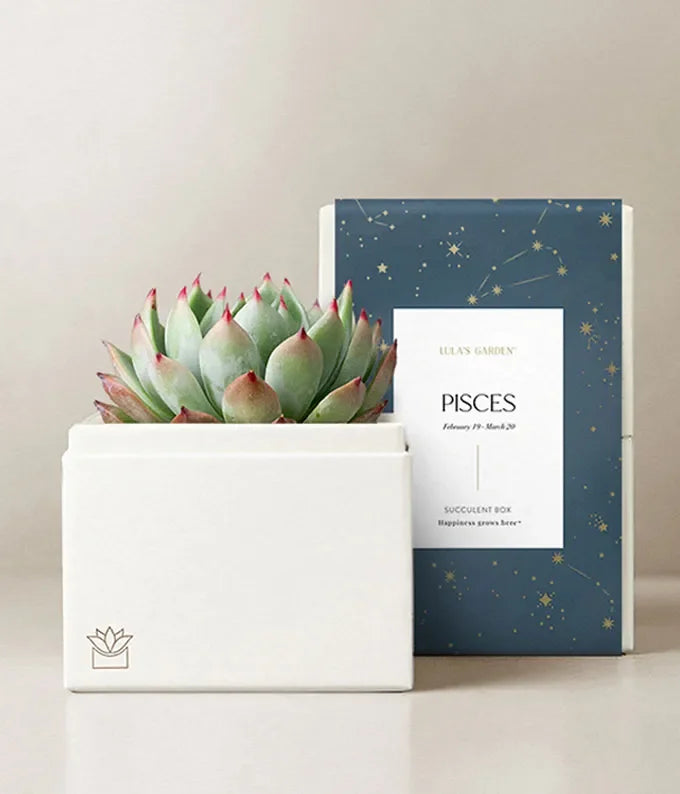 Lula's Garden  Aries Bliss Succulent Garden