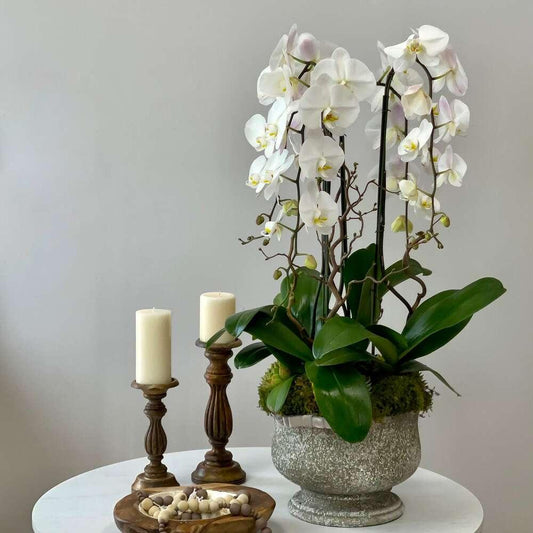 Satin Orchid Love