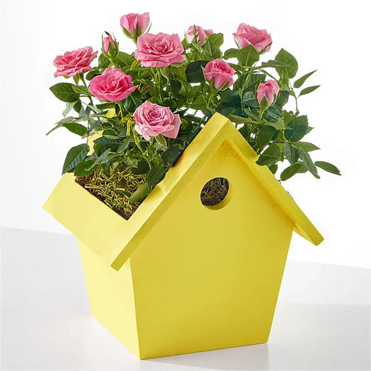 Hello Sunshine Mini Rose