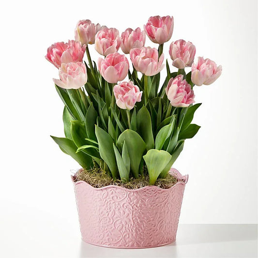 Here in My Heart Tulip Bulb Garden