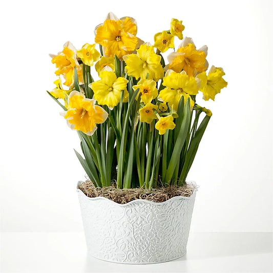 So Golden Daffodil Bulb Garden