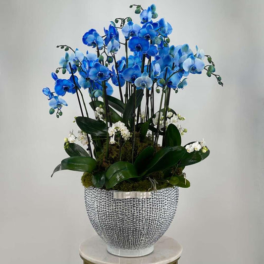 BP Blue Orchids in Large Size