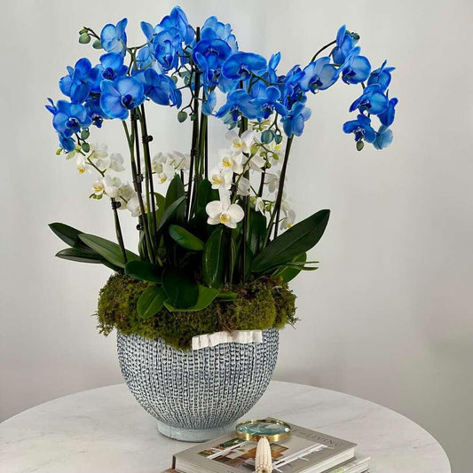 BP Blue Orchids in Medium Size