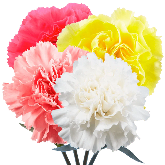 Choose Quantity and Color of Carnations