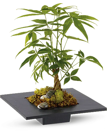 Money Tree