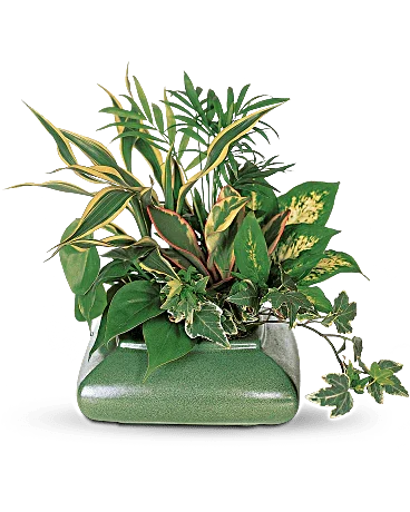 Small Garden Dish