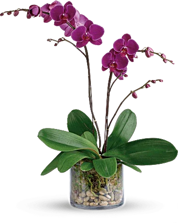 Glorious Gratitude Orchid