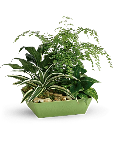 Forever Green Plant Garden