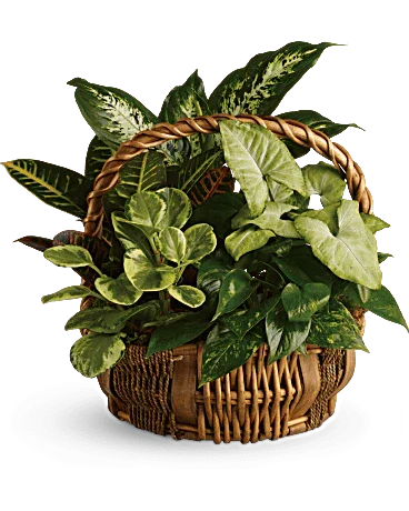 Emerald Garden Basket By Elite Flowers