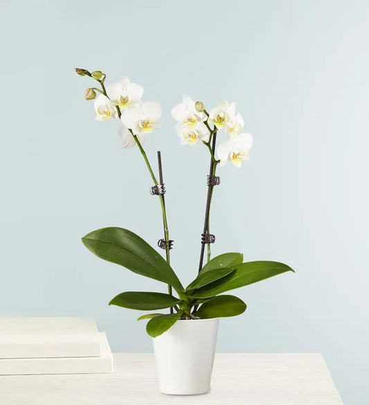 Double White Orchid Plant