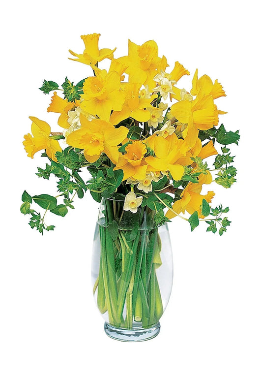 Charming Daffodils